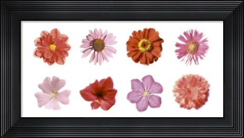 Framed Petales Rouges et Roses Print