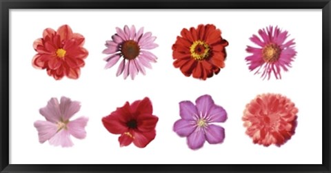 Framed Petales Rouges et Roses Print