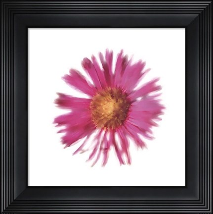 Framed Petales Roses III Print