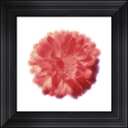 Framed Petales Rouges III Print