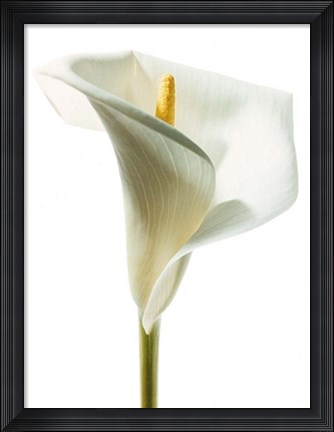 Framed Lily in Bloom I Print
