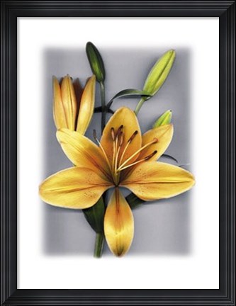 Framed Yellow Lily Print