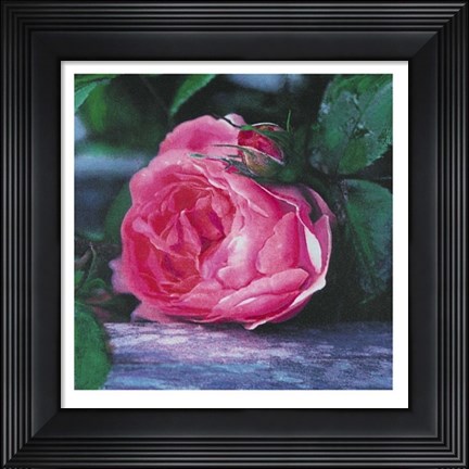 Framed Rose Print