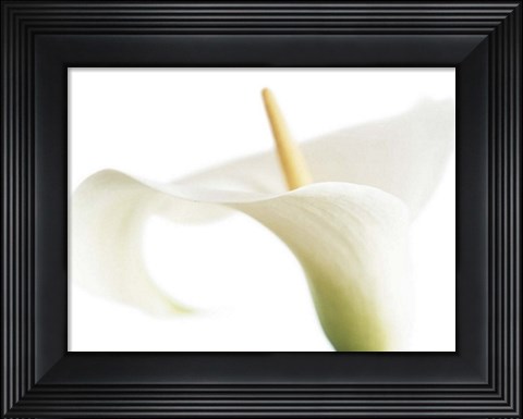 Framed Calla on White Print