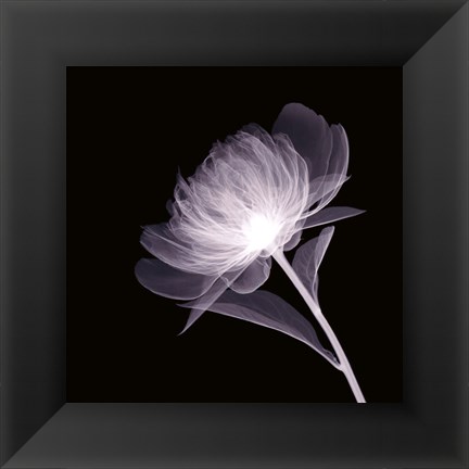 Framed Full Bloom Print