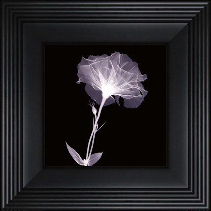 Framed Bud in Bloom Print