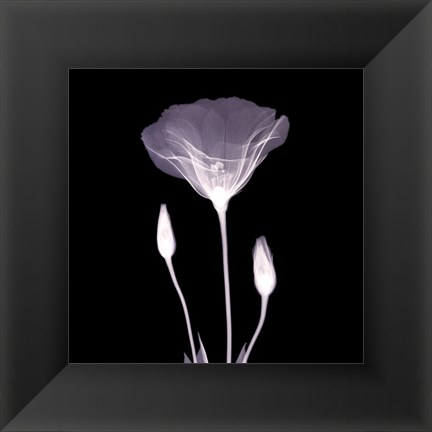 Framed Poppy in Lace Print