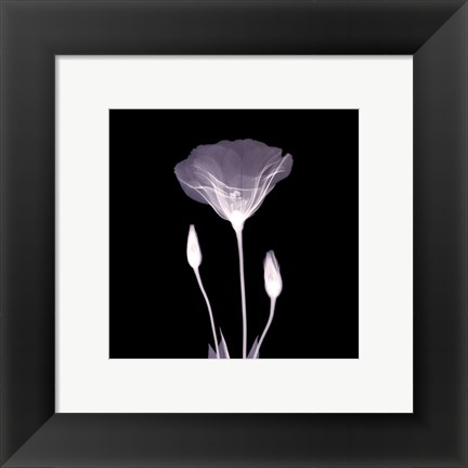 Framed Poppy in Lace Print