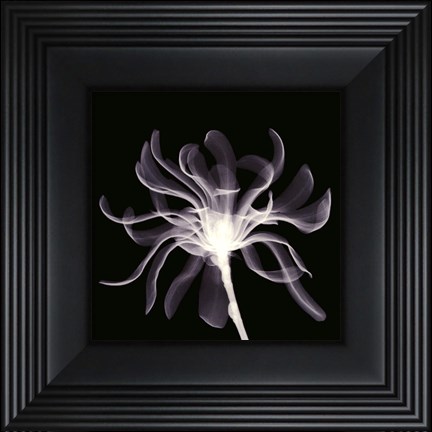 Framed White Ribbons Print