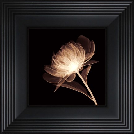 Framed Full Bloom (Sepia) Print