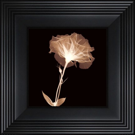Framed Bud in Bloom (Sepia) Print