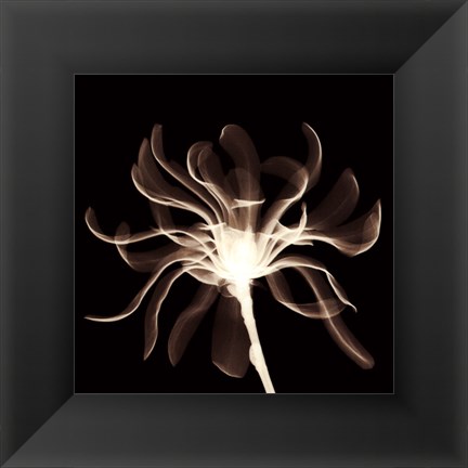 Framed Cinnamon Ribbon (Sepia) Print