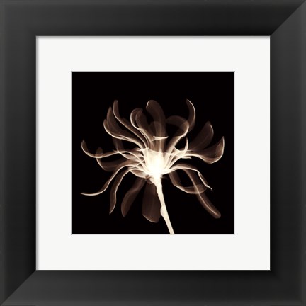 Framed Cinnamon Ribbon (Sepia) Print