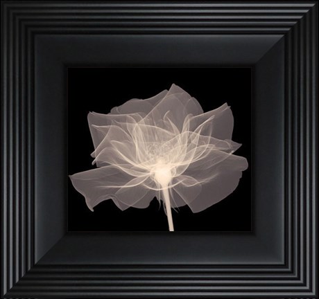 Framed Layered Veil (Sepia) Print