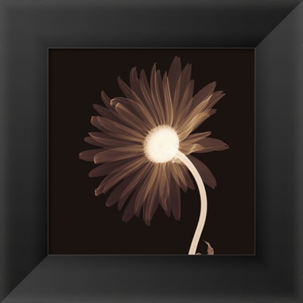 Framed Sunburst Petals (Sepia) Print