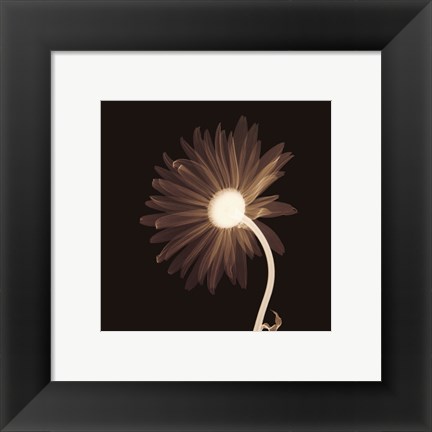 Framed Sunburst Petals (Sepia) Print