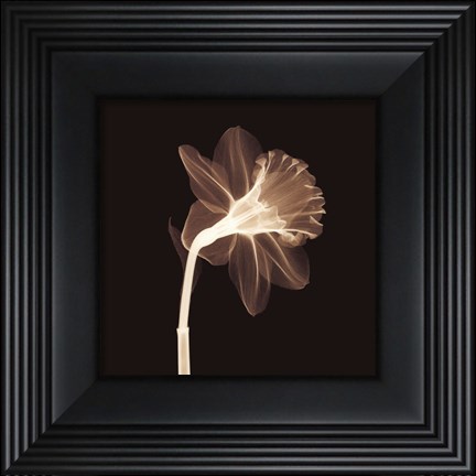 Framed Veiled Blossom (Sepia) Print