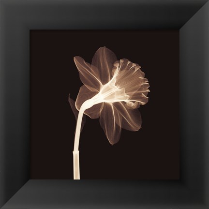 Framed Veiled Blossom (Sepia) Print