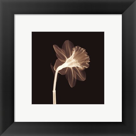 Framed Veiled Blossom (Sepia) Print