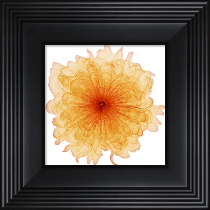 Framed Orange Chiffon Print