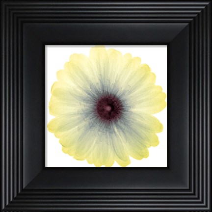 Framed Lemon Nectar Print