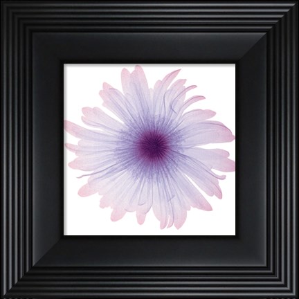 Framed Iced Bloom Print
