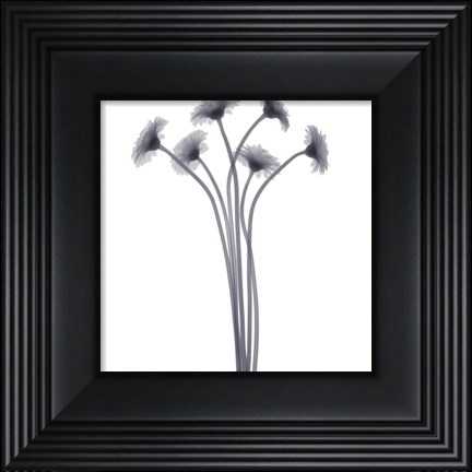 Framed Feathered Splendor Print