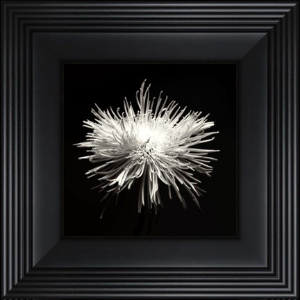 Framed Spider Mum, Flower Series I Print