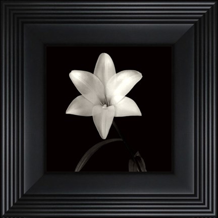Framed Lily, Flower Series VI Print