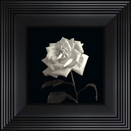 Framed Rose, Flower Series VIII Print