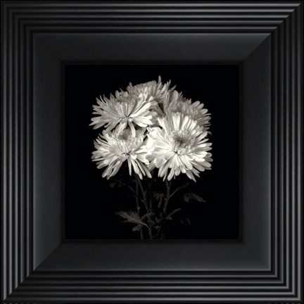 Framed Daisies, Flower Series IX Print