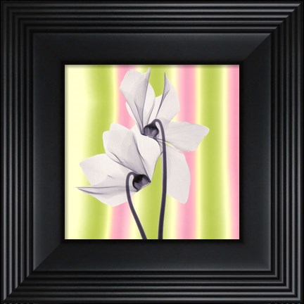 Framed Sheer Beauty Print