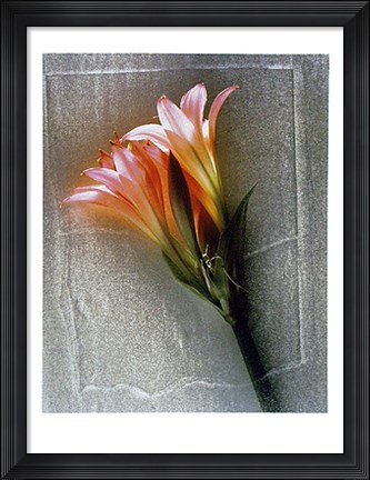 Framed Amarylis Print