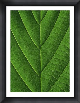 Framed Verdant Form I Print