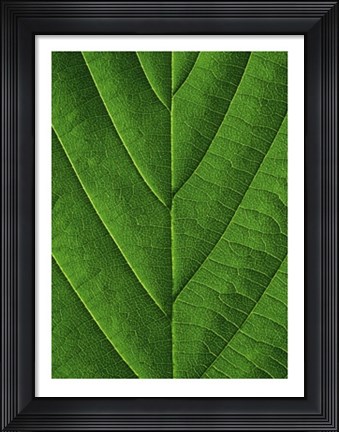 Framed Verdant Form I Print