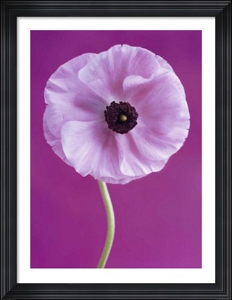 Framed White Poppy Print
