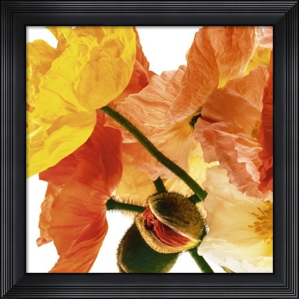 Framed Poppies I Print