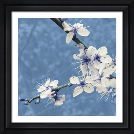 Framed Blossom in Blue Print