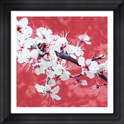 Framed Blossom in Pink Print