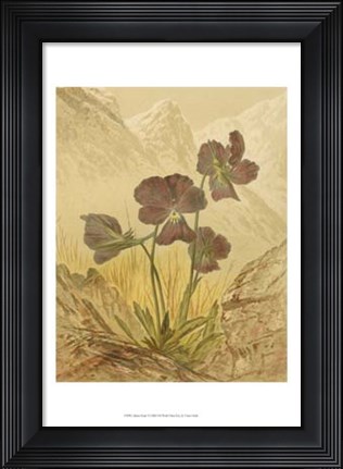 Framed Alpine Florals I Print