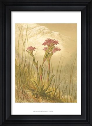 Framed Alpine Florals II Print