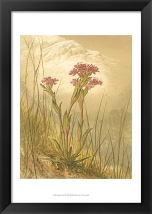 Framed Alpine Florals II Print