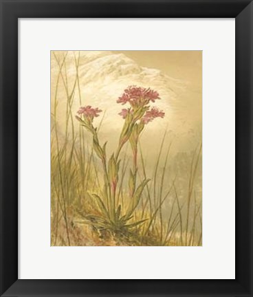 Framed Alpine Florals II Print