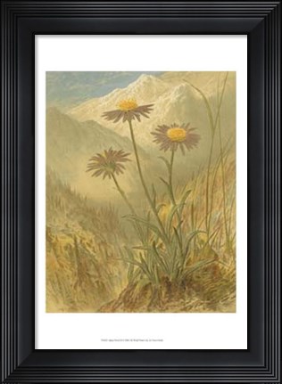 Framed Alpine Florals III Print