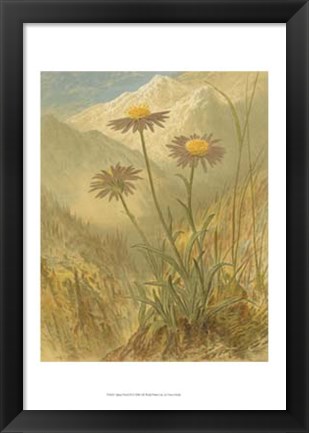 Framed Alpine Florals III Print