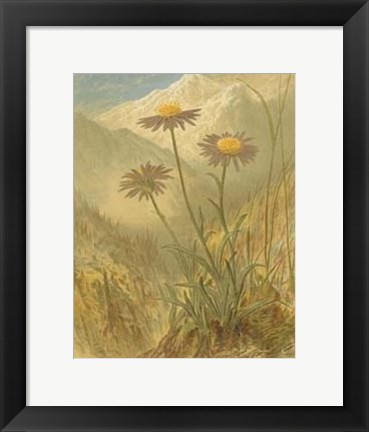 Framed Alpine Florals III Print