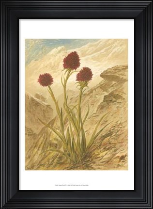 Framed Alpine Florals IV Print