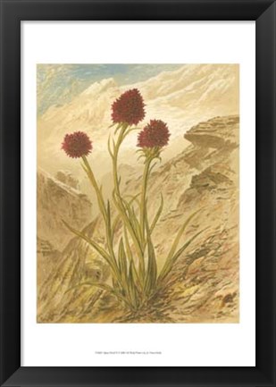 Framed Alpine Florals IV Print