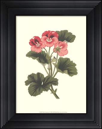 Framed Pink Geranium I Print