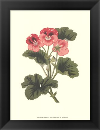 Framed Pink Geranium I Print